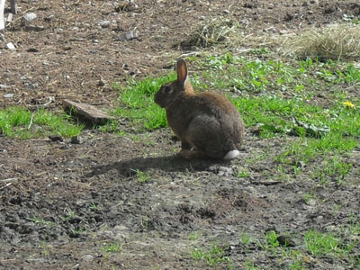 chasse entrainement aux lapins de garenne