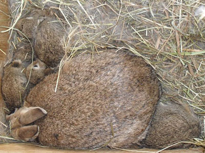 elevage de lapins de garenne