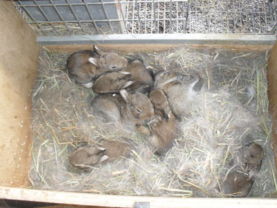 elevage de lapins de garenne